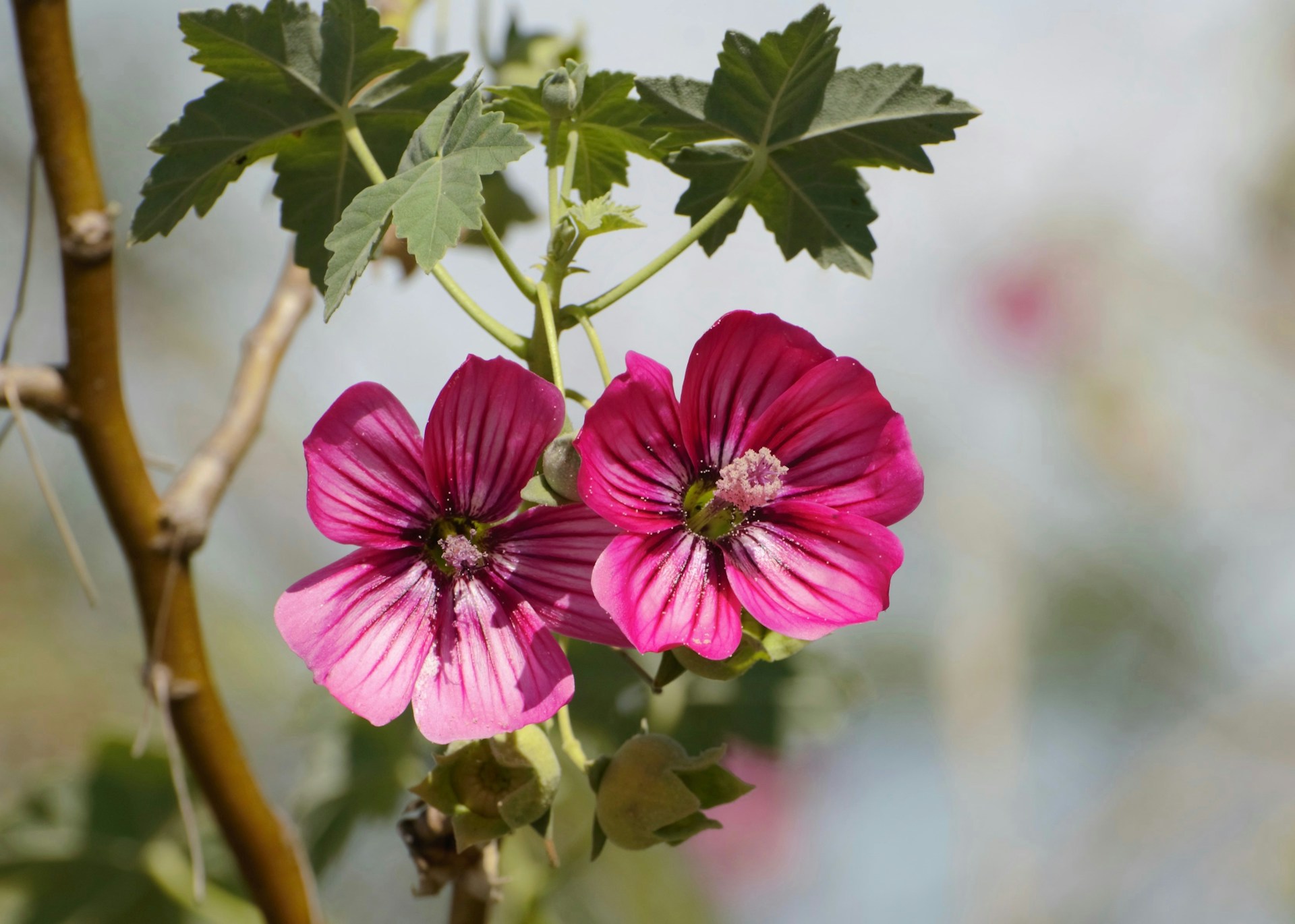 Цветы лаватеры