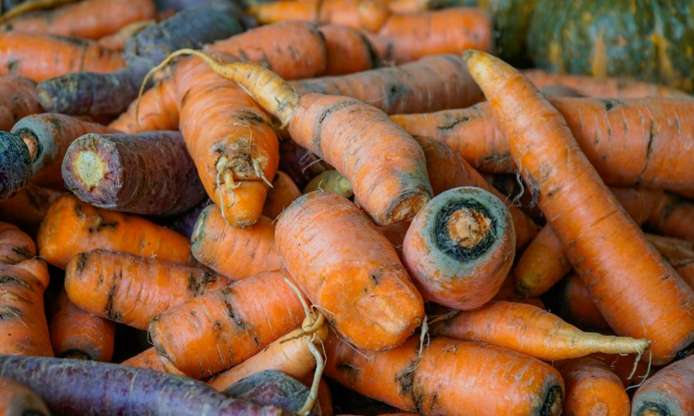 Урожай моркови