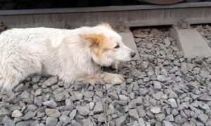 Собаку привязали к рельсам