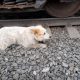 Собаку привязали к рельсам