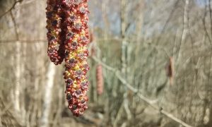 Сережки на березе весной