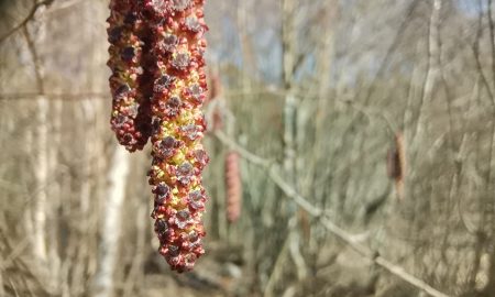 Сережки на березе весной