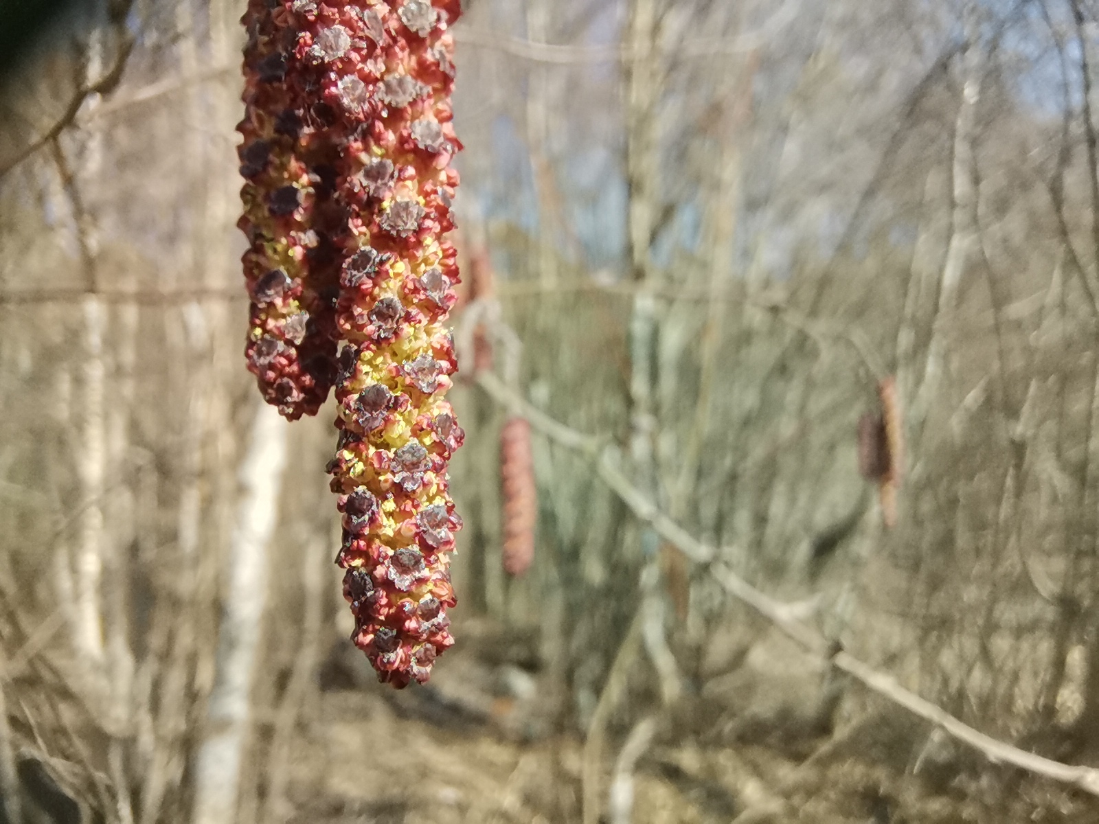 Сережки на березе весной