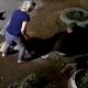 Собаки нападают на человека в Екатеринбурге
