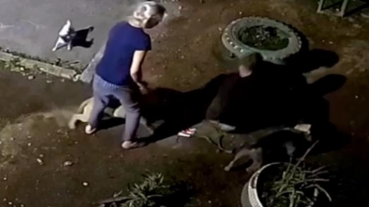 Собаки нападают на человека в Екатеринбурге
