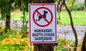 Табличка в парке «Выгул собак запрещен»
