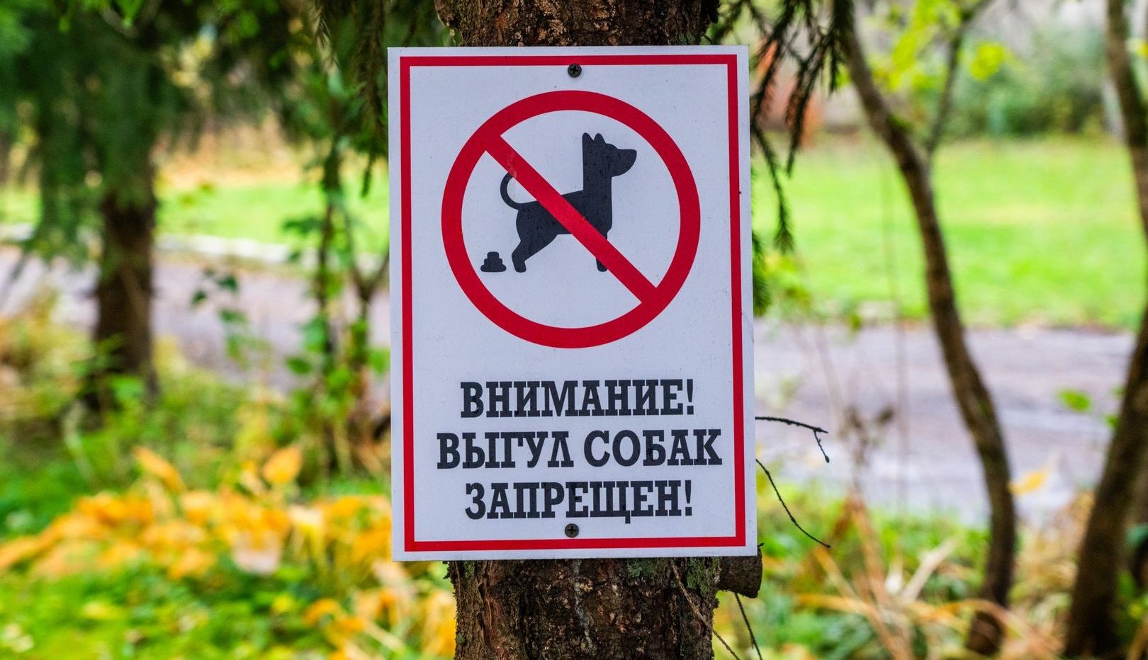 Табличка в парке «Выгул собак запрещен»