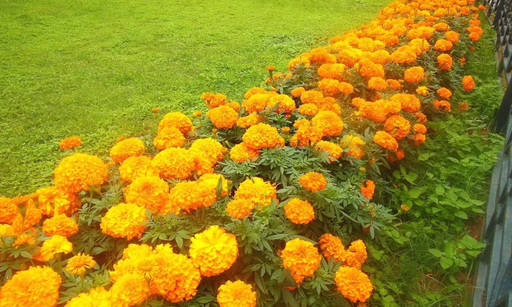 бархатцы