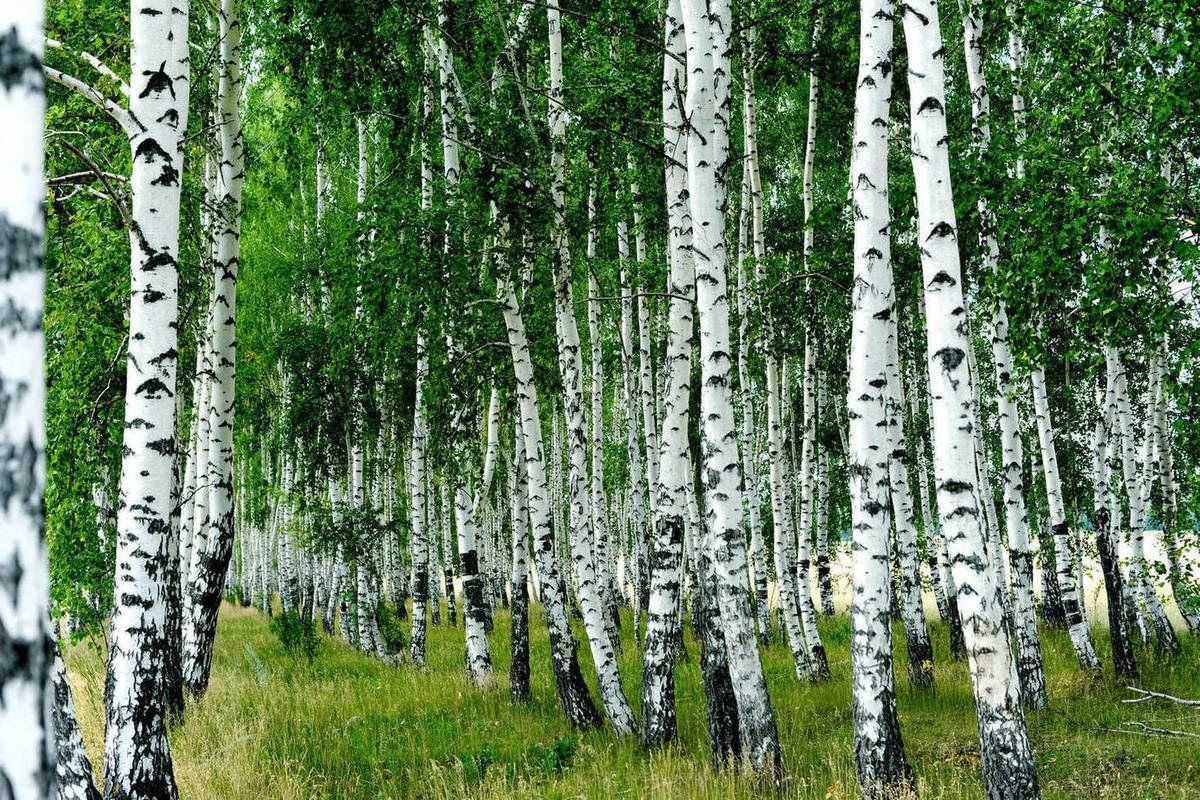 берёза