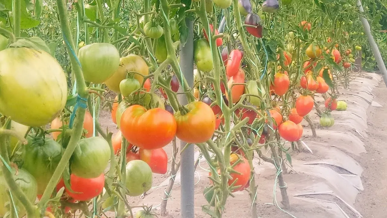 томаты на грядке