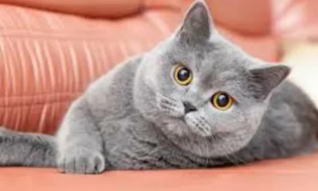 Британская короткошёрстная