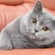 Британская короткошёрстная