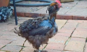 линька у кур