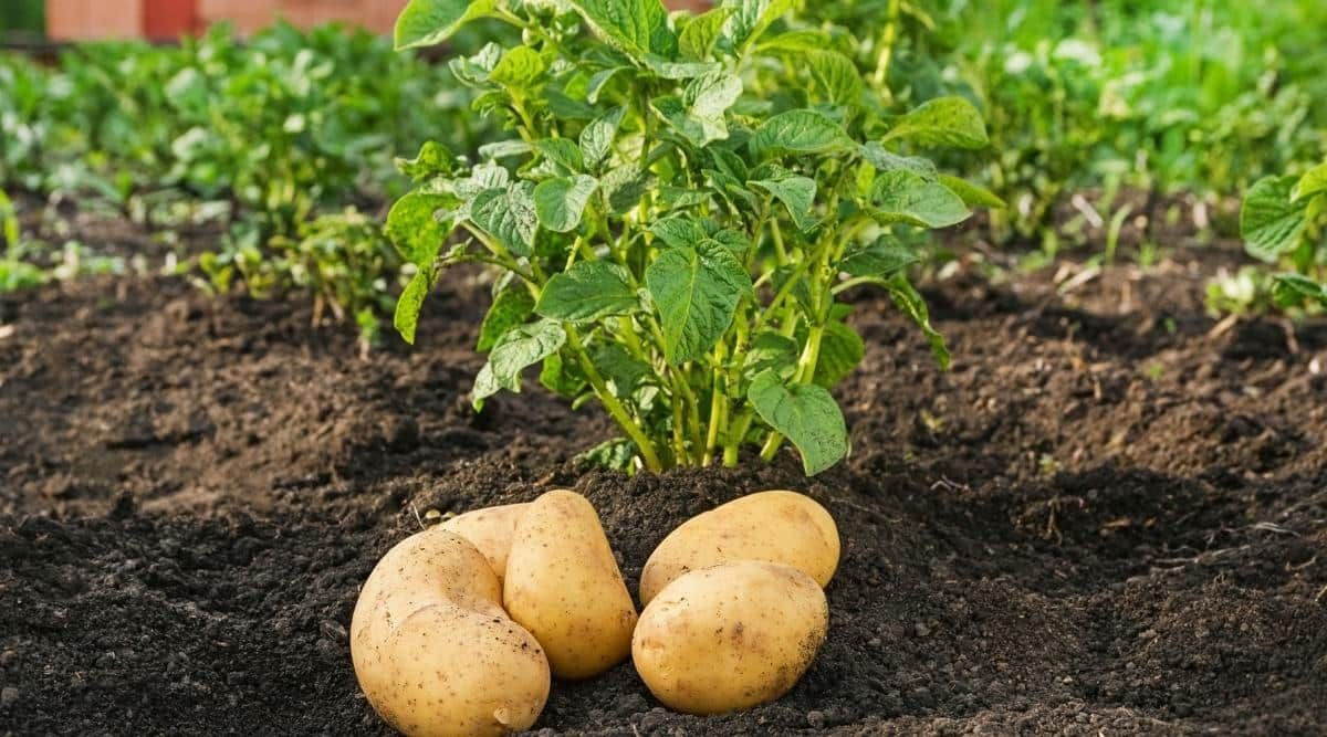 картофель на грядке