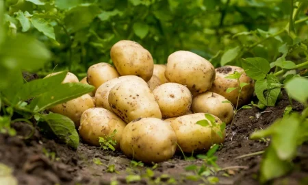 картофель