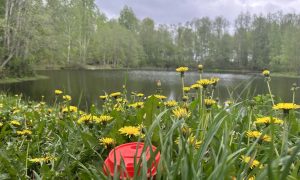 Цветущие желтые одуванчики на берегу лесного озера в Свердловской области.