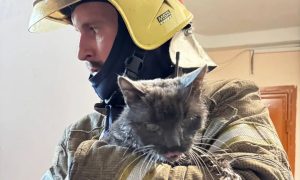 Спасенный при пожаре кот