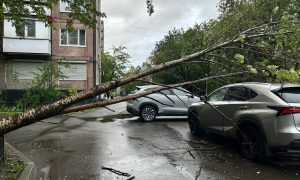 Упавшее от ветра дерево