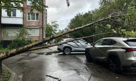 Упавшее от ветра дерево