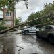 Упавшее от ветра дерево