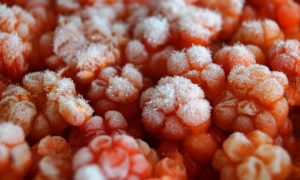 Покрытые инеем ягоды