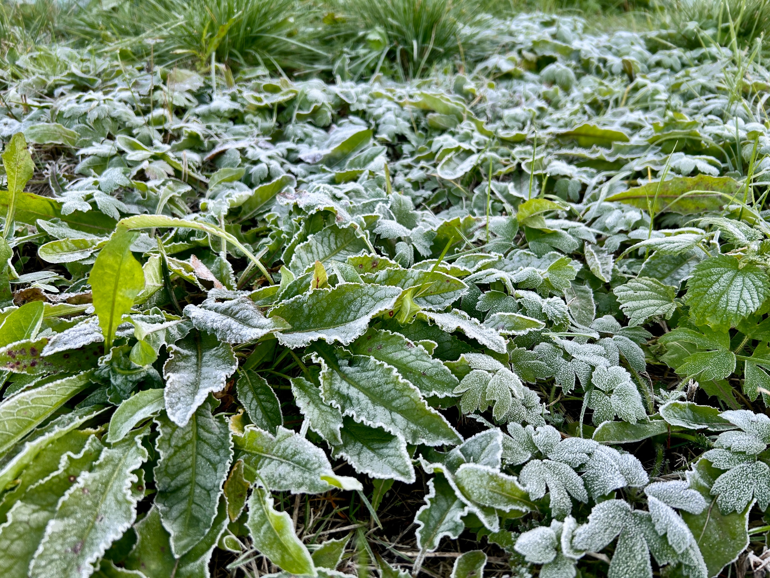 Заморозки весной