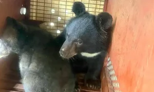 Гималайские медведи.