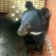 Гималайские медведи.