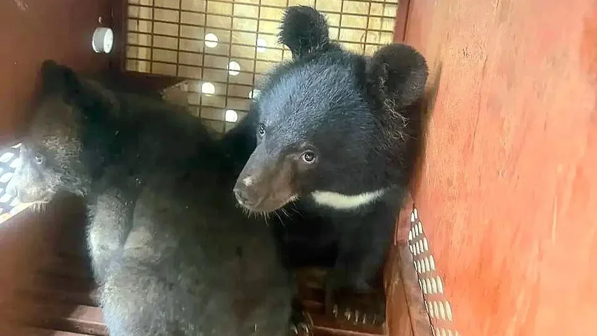 Гималайские медведи.