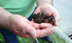 Спасённые утята на улице Мехренцева в Екатеринбурге после того, как их достали из ливневого колодца