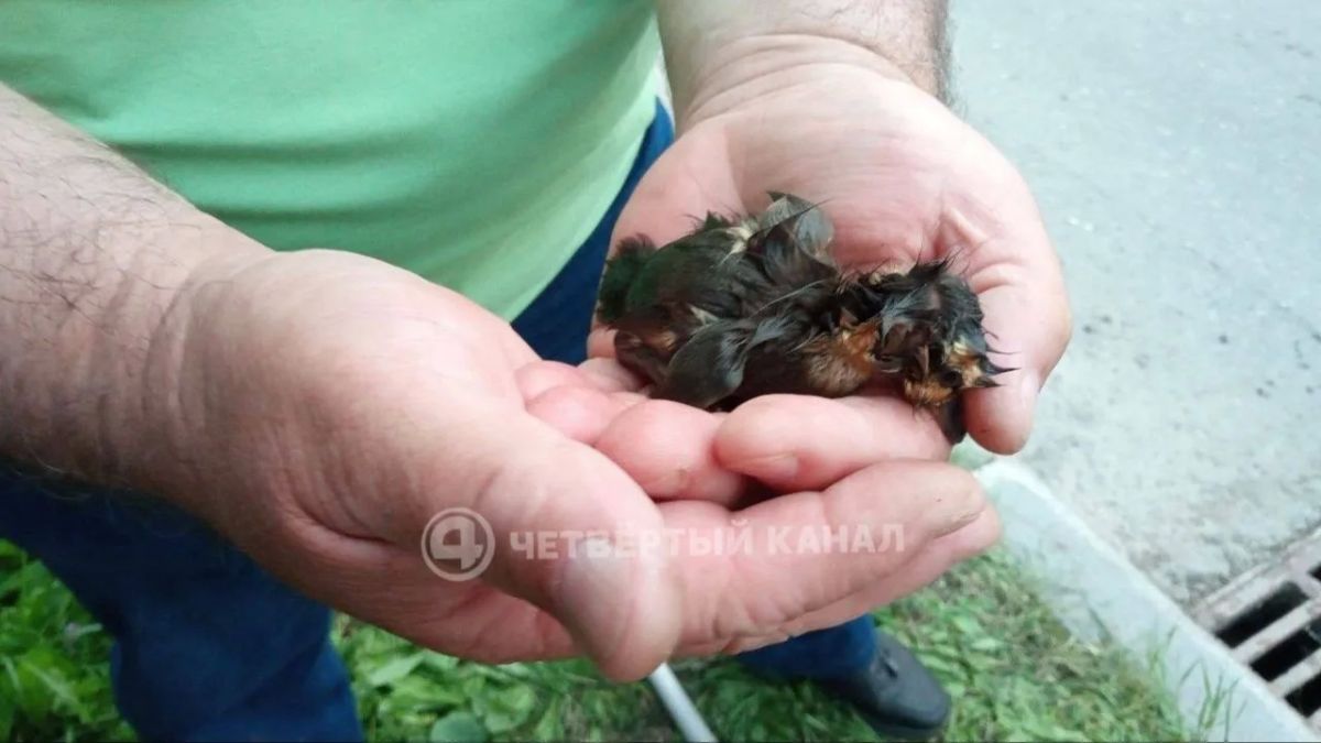 Спасённые утята на улице Мехренцева в Екатеринбурге после того, как их достали из ливневого колодца