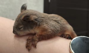 Бельчонок Ириска из Первоуральска.
