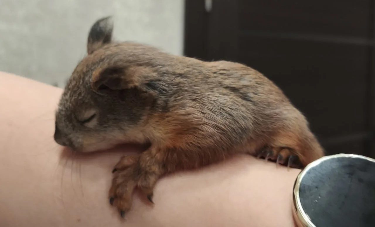 Бельчонок Ириска из Первоуральска.