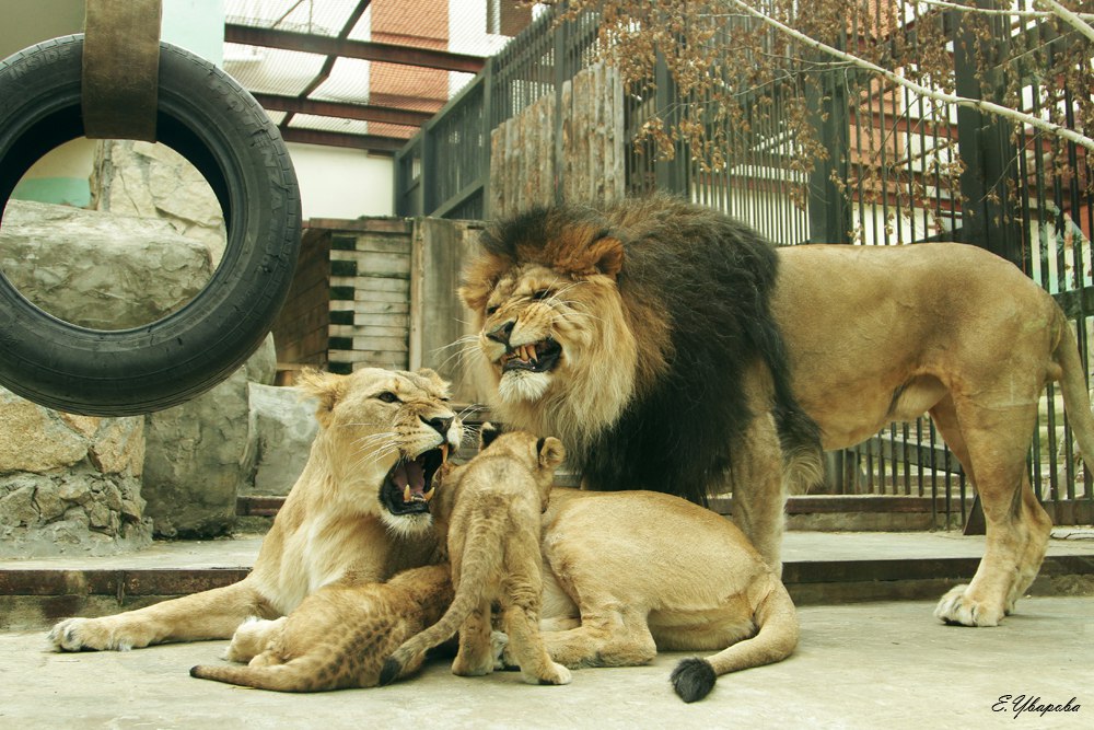Львы в Екатеринбургском зоопарке