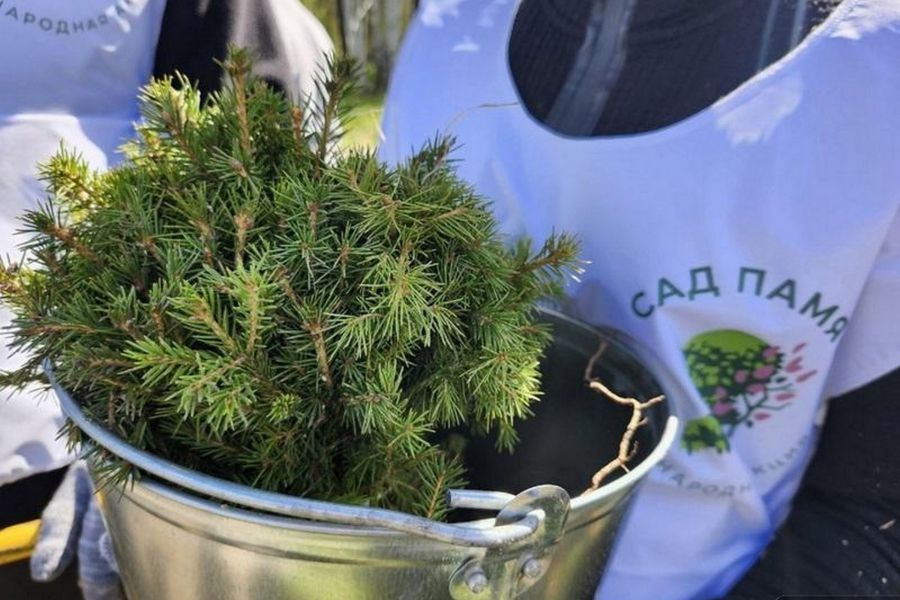 Масштабы поражают: на Урале высадили 233 тысячи сосен и елей в память о героях войны