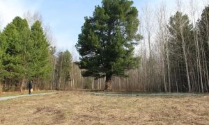 Могучий сибирский кедр в Нижнесалдинской роще — участник конкурса «Российское дерево года 2026»