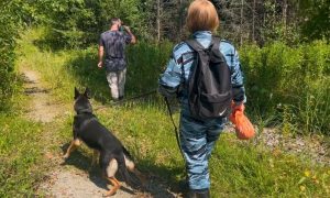Поиски пропавшей грибницы