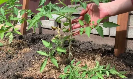 томат пасынкуют