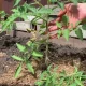 томат пасынкуют