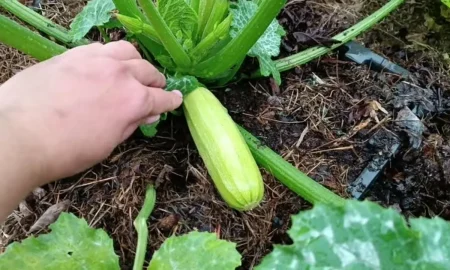 куст кабачков