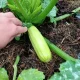 куст кабачков