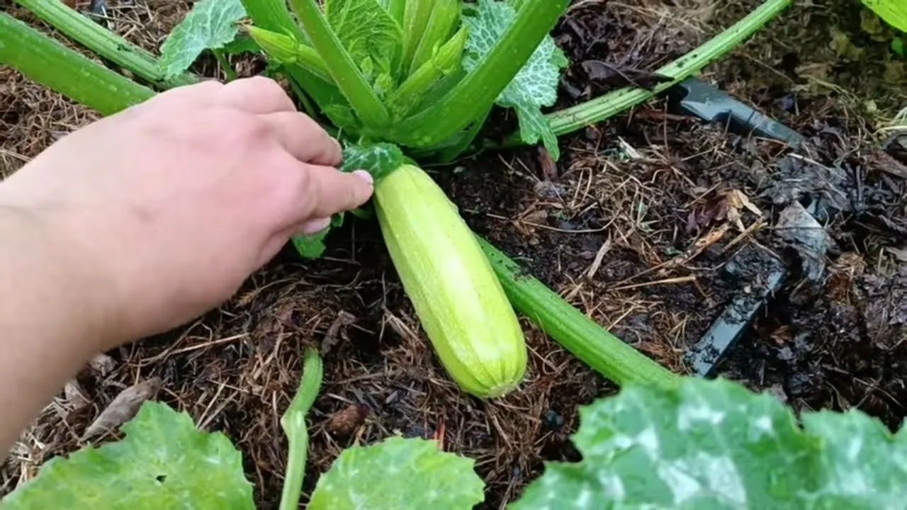 куст кабачков