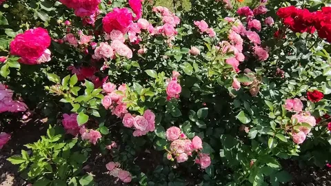 розы