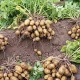 картофель
