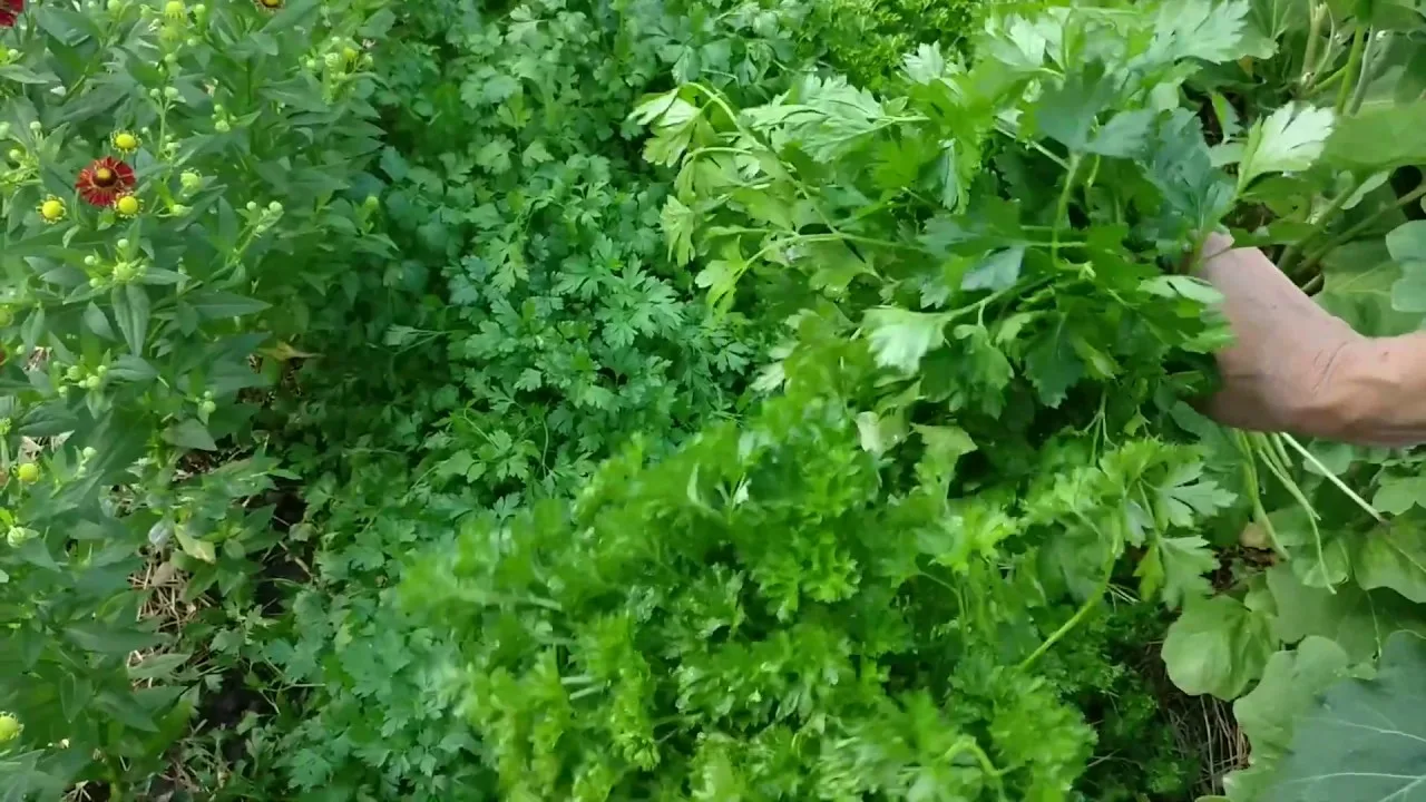 зелень на грядке