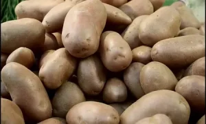 картофель