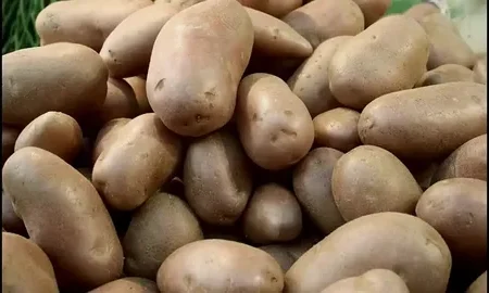 картофель