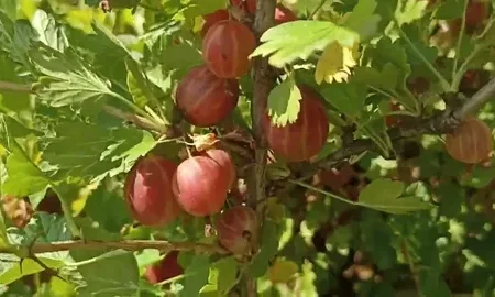 крыжовник