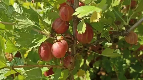 крыжовник