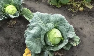 вилок капусты на грядке
